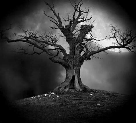 Black magic of the haunted tree